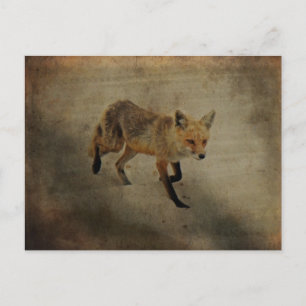 Red Fox Vixen - Island Beach Staat Park - NJ Postkarte