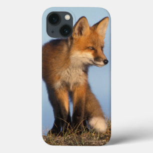 red fox, Vulpes vulpes iPhone 13 Hülle