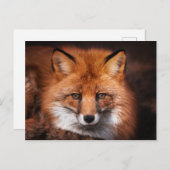 Red Fox Wild Woodland Animal Postkarte (Vorne/Hinten)