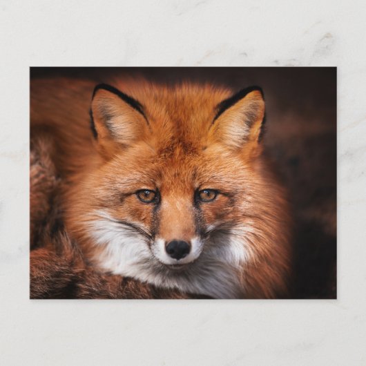 Red Fox Wild Woodland Animal Postkarte (Vorderseite)