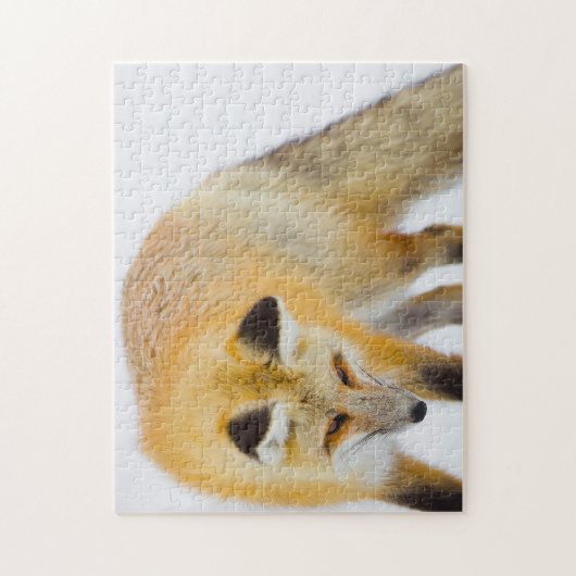 Red Fox Wyoming. Puzzle (Vertikal)