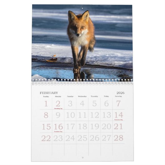 Red Foxes Calendar Kalender (Feb 2026)