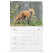 Red Foxes Calendar Kalender (Mär 2026)
