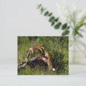 Red Foxes Kits spielen Postkarte (Stehend Vorderseite)