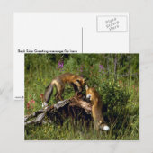 Red Foxes Kits spielen Postkarte (Vorne/Hinten)