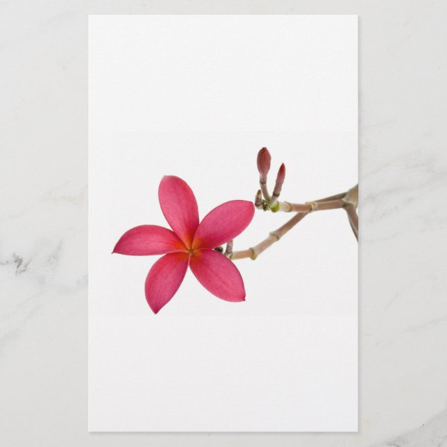 Red Frangipani Blume (Vorderseite)