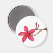 Red Frangipani Blume Magnet (Vorderseite/Rückseite)