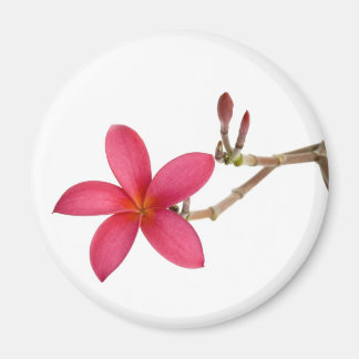 Red Frangipani Blume Magnet