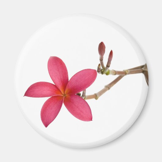 Red Frangipani Blume Magnet (Vorne)