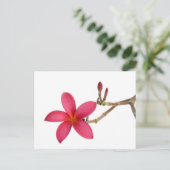 Red Frangipani Blume Postkarte (Stehend Vorderseite)