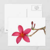 Red Frangipani Blume Postkarte (Vorne/Hinten)