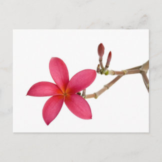 Red Frangipani Blume Postkarte