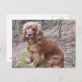 Red full cocker-spaniel.png postkarte (Vorne/Hinten)
