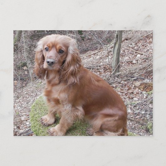 Red full cocker-spaniel.png postkarte (Vorderseite)
