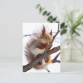 Red Furry Eichhörnchen mit Haselnuss Postkarte (Stehend Vorderseite)