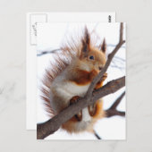 Red Furry Eichhörnchen mit Haselnuss Postkarte (Vorne/Hinten)