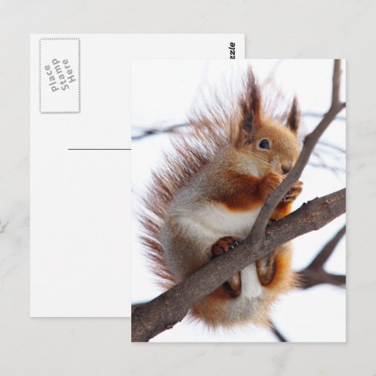 Red Furry Eichhörnchen mit Haselnuss Postkarte (Vorne/Hinten)