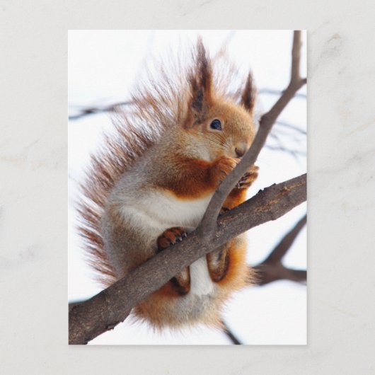 Red Furry Eichhörnchen mit Haselnuss Postkarte (Vorderseite)