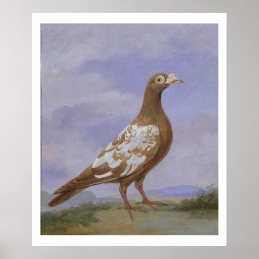 Red Fuss Carrier Pigeon Poster (Vorne)