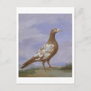 Red Fuss Carrier Pigeon Postkarte