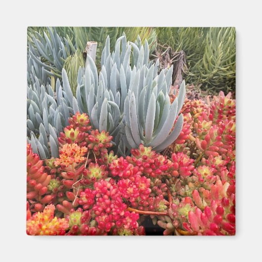 Red Gelly Bean Sedum und Blue Ice Pflanze Sukkulan Magnet (Vorne)