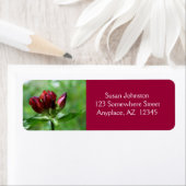 Red Gentian Blume (Insitu)