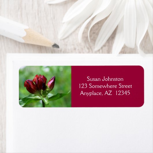 Red Gentian Blume (Insitu)