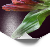 Red Gentian Blume in Bloom Nah bis 8x10 Fotodruck (Ecke)