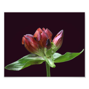 Red Gentian Blume in Bloom Nah bis 8x10 Fotodruck