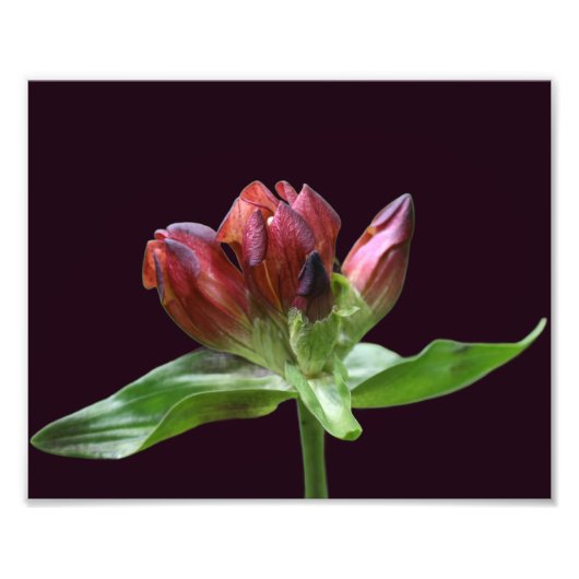 Red Gentian Blume in Bloom Nah bis 8x10 Fotodruck (Vorne)