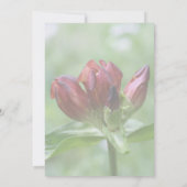 Red Gentian Blume Party Einladung (Rückseite)