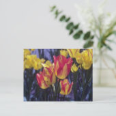 Red Georgette Tulip (Tulipa Multoflora) Blume Postkarte (Stehend Vorderseite)