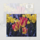 Red Georgette Tulip (Tulipa Multoflora) Blume Postkarte (Vorne/Hinten)