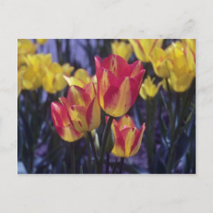 Red Georgette Tulip (Tulipa Multoflora) Blume Postkarte