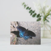 Red Gepunktet Admiral Butterfly Postkarte (Stehend Vorderseite)