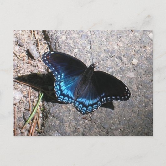Red Gepunktet Admiral Butterfly Postkarte (Vorderseite)