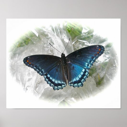 Red Gepunktet Lila Butterfly Poster (Vorne)