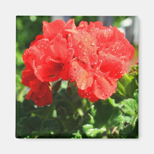Red Geranium Blume Magnet (Vorne)