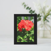 Red Geranium Blume Postcard Postkarte (Stehend Vorderseite)