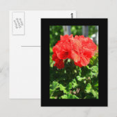 Red Geranium Blume Postcard Postkarte (Vorne/Hinten)