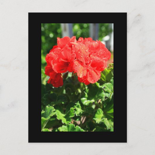 Red Geranium Blume Postcard Postkarte (Vorderseite)