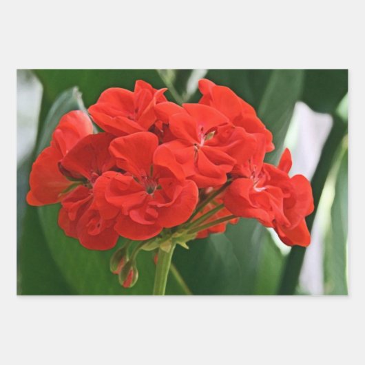 Red Geranium Geschenkpapier Set (Vorderseite)