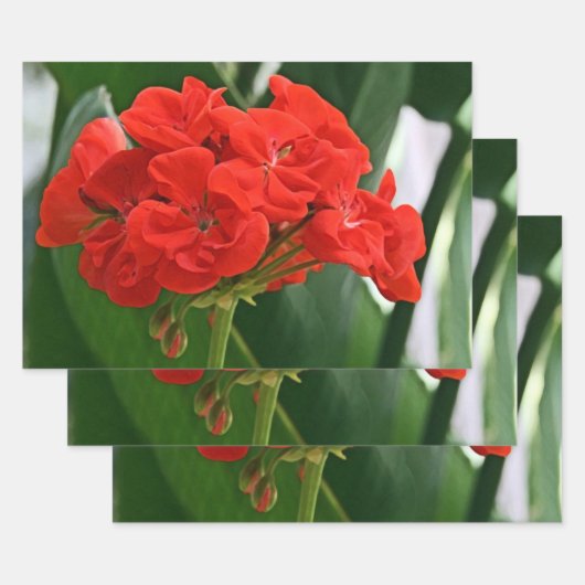 Red Geranium Geschenkpapier Set (Set)
