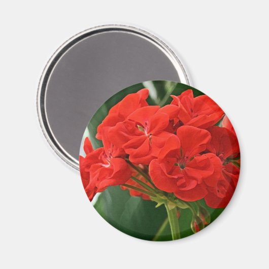 Red Geranium Magnet (Vorderseite/Rückseite)