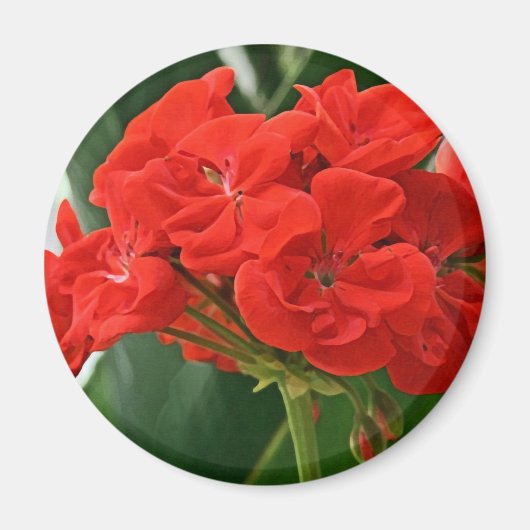 Red Geranium Magnet (Vorne)