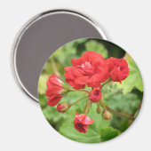 Red Geranium Magnet (Vorderseite/Rückseite)