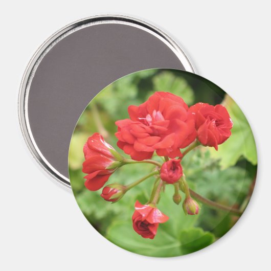Red Geranium Magnet (Vorderseite/Rückseite)