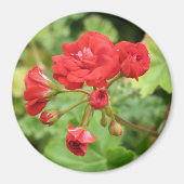Red Geranium Magnet (Vorne)