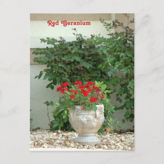 Red Geranium Postcard Postkarte (Vorderseite)