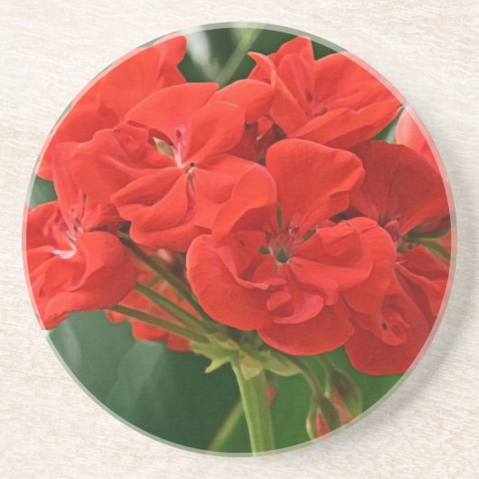Red Geranium Untersetzer (Vorne)